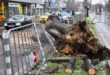 паднало дърво във Варна